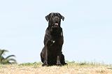CANE CORSO 515